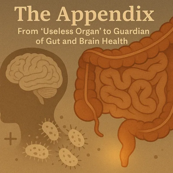 The Appendix