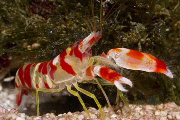 The Pistol Shrimp