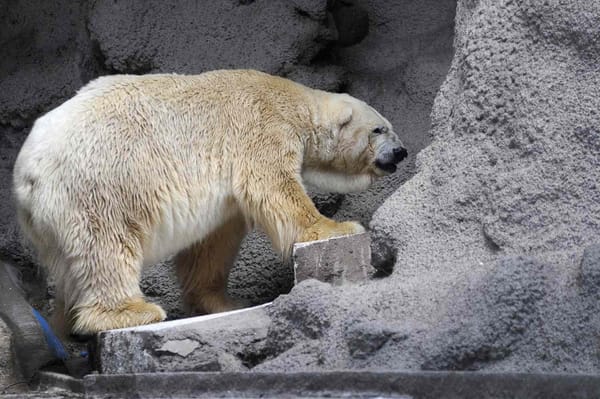 Arturo the Polar Bear