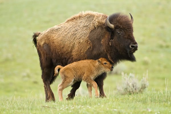  American Bison Is Breeding Again