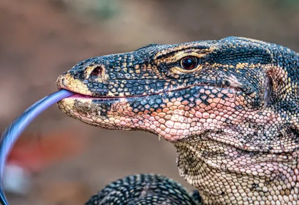 The Komodo Dragon’s Deadliest Secret Wasn’t Bacteria — It Was Venom