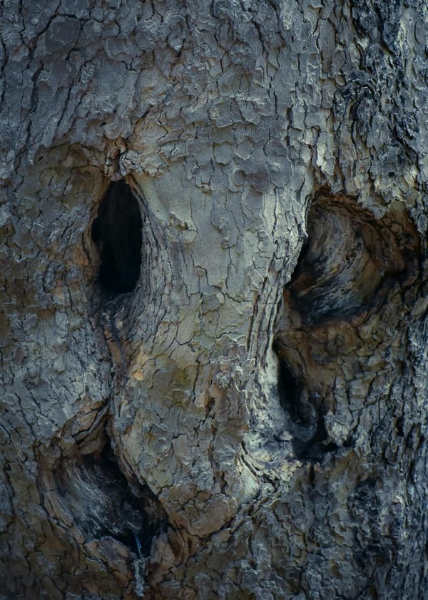 Pareidolia Explained