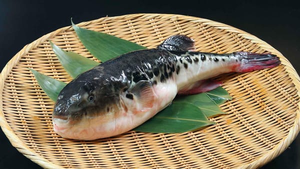 Fugu in Japan