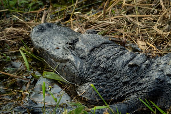 Alligators Use Sticks as Bait