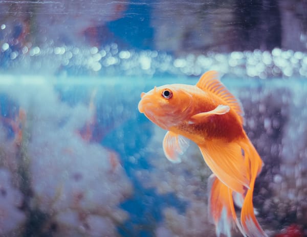 Goldfish Memory Myth Debunked