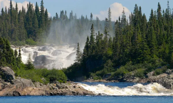 The Canadian Town That Gave Trees Rights