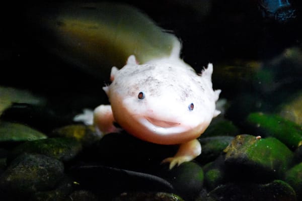 Axolotl: The Extraordinary Amphibian That Can Regrow Its Body Parts