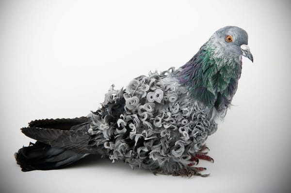 Frillback Pigeon: Meet the Extraordinary Bird With Naturally Curled Feathers