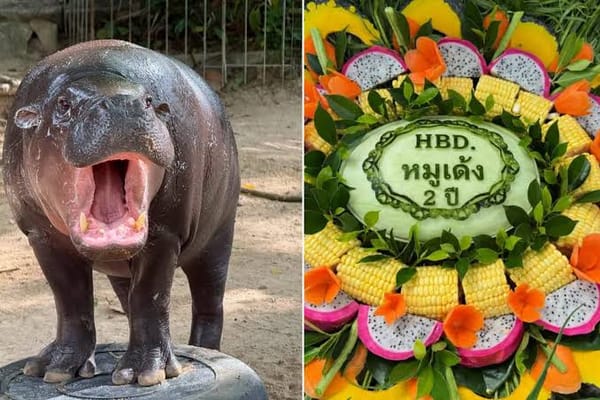 Moo Deng Turns Two: The Tiny Hippo Behind Thailand’s Remarkable Tourism Boom