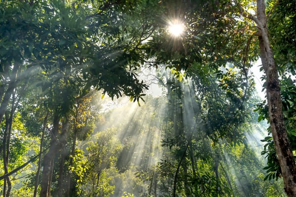 Will 99% of People on Earth Get Sunlight at the Same Time? The Viral Claim Explained