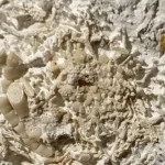 66-Million-Year-Old Fossilized Vomit Unveiled: A Prehistoric Mystery from the Cretaceous Seas