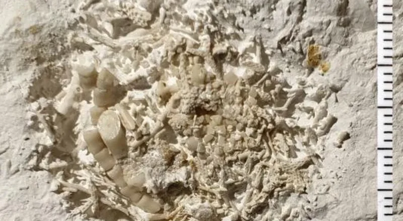 66-Million-Year-Old Fossilized Vomit Unveiled: A Prehistoric Mystery from the Cretaceous Seas