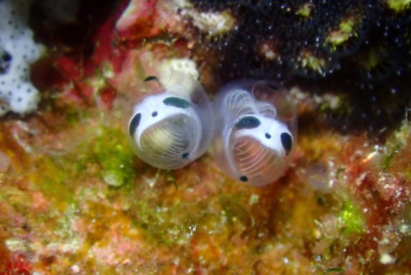 The Skeleton Panda Sea Squirt: A Bizarre New Marine Discovery Near Japan