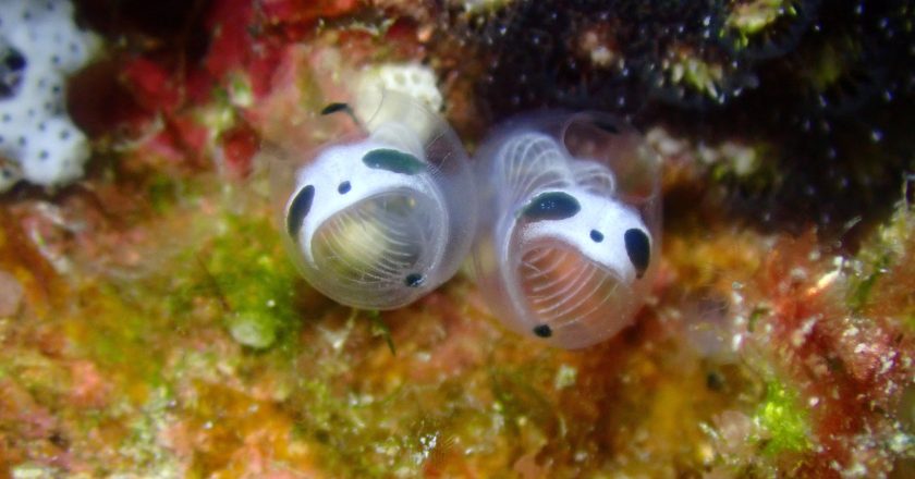 The Skeleton Panda Sea Squirt: A Bizarre New Marine Discovery Near Japan