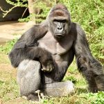Remembering Harambe: The Gorilla Who Changed the Internet and Sparked a Global Conversation