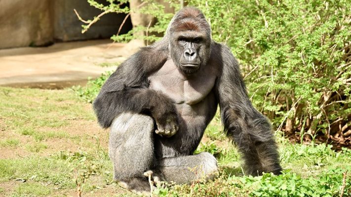 Remembering Harambe: The Gorilla Who Changed the Internet and Sparked a Global Conversation