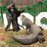 Morris the Alligator: A Scaled Legend of Hollywood Roars His Last