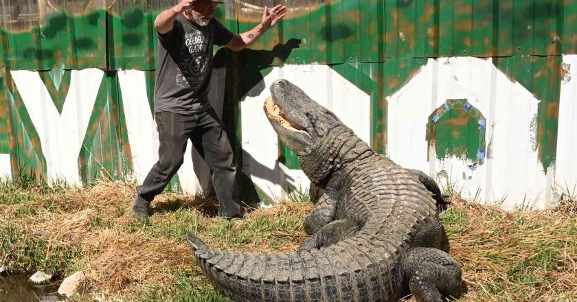 Morris the Alligator: A Scaled Legend of Hollywood Roars His Last