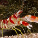 The Pistol Shrimp: Nature’s Tiny Underwater Powerhouse