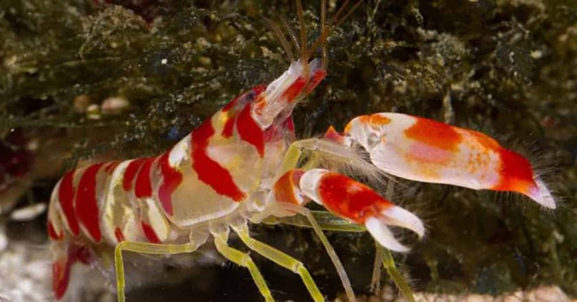The Pistol Shrimp: Nature’s Tiny Underwater Powerhouse