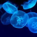 Jellyfish: The Ancient Survivors of Earth’s Oceans