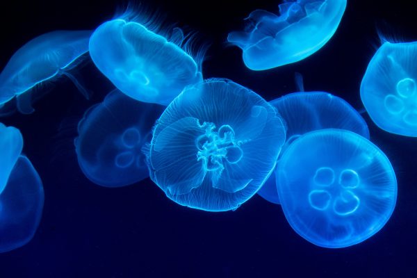 Jellyfish: The Ancient Survivors of Earth’s Oceans