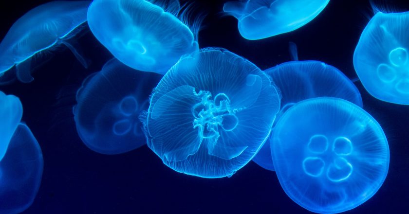 Jellyfish: The Ancient Survivors of Earth’s Oceans