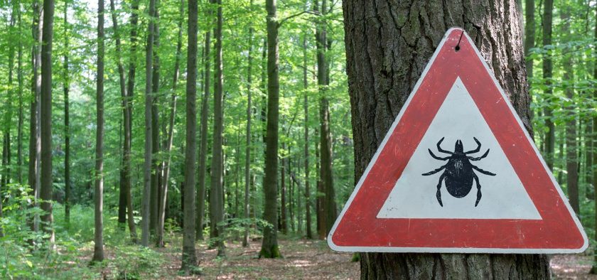 Debunking the Plum Island Lyme Disease Theory: Why Science Rejects the Lab-Origin Claim