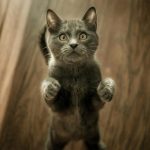 The Secret Anxiety of Modern Pets: Understanding FOMO in Cats