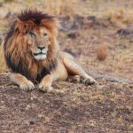 Scarface: The Lion Who Ruled the Mara Like a King Beyond Kings