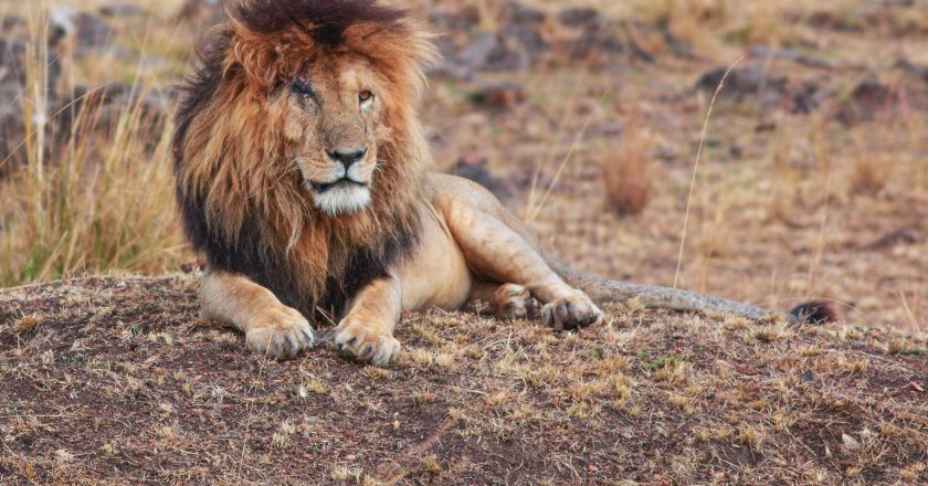 Scarface: The Lion Who Ruled the Mara Like a King Beyond Kings