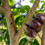 Air Layering Farming: The Ancient Plant-Propagation Technique That Still Outperforms Modern Methods