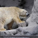 Arturo the Polar Bear: What One Life in Captivity Revealed About Animal Suffering, Silence, and Responsibility