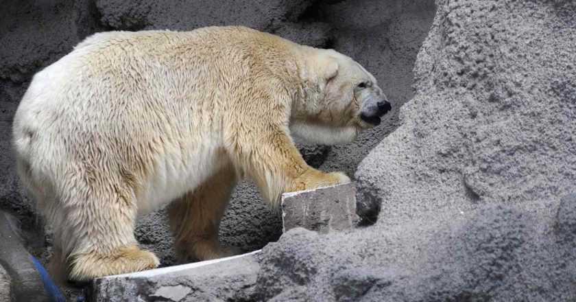 Arturo the Polar Bear: What One Life in Captivity Revealed About Animal Suffering, Silence, and Responsibility