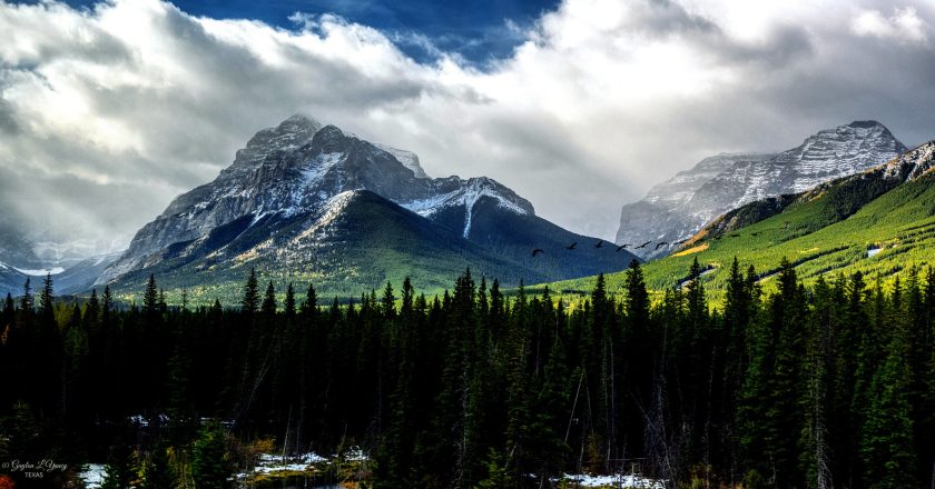Canada’s 91% Forest Cover Claim: What the Number Really Means — and What It Hides