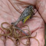 Horsehair Worms: The Real-Life Body Snatchers Hiding in Plain Sight