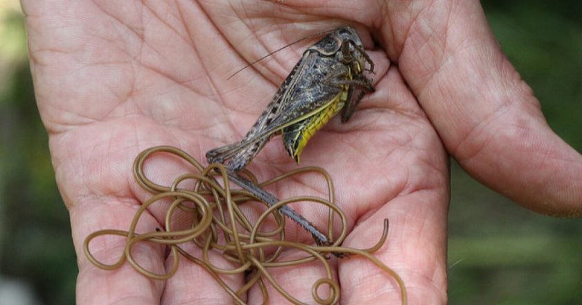 Horsehair Worms: The Real-Life Body Snatchers Hiding in Plain Sight