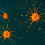 Rosehip Neurons: The Mysterious Brain Cells Found Only in Humans
